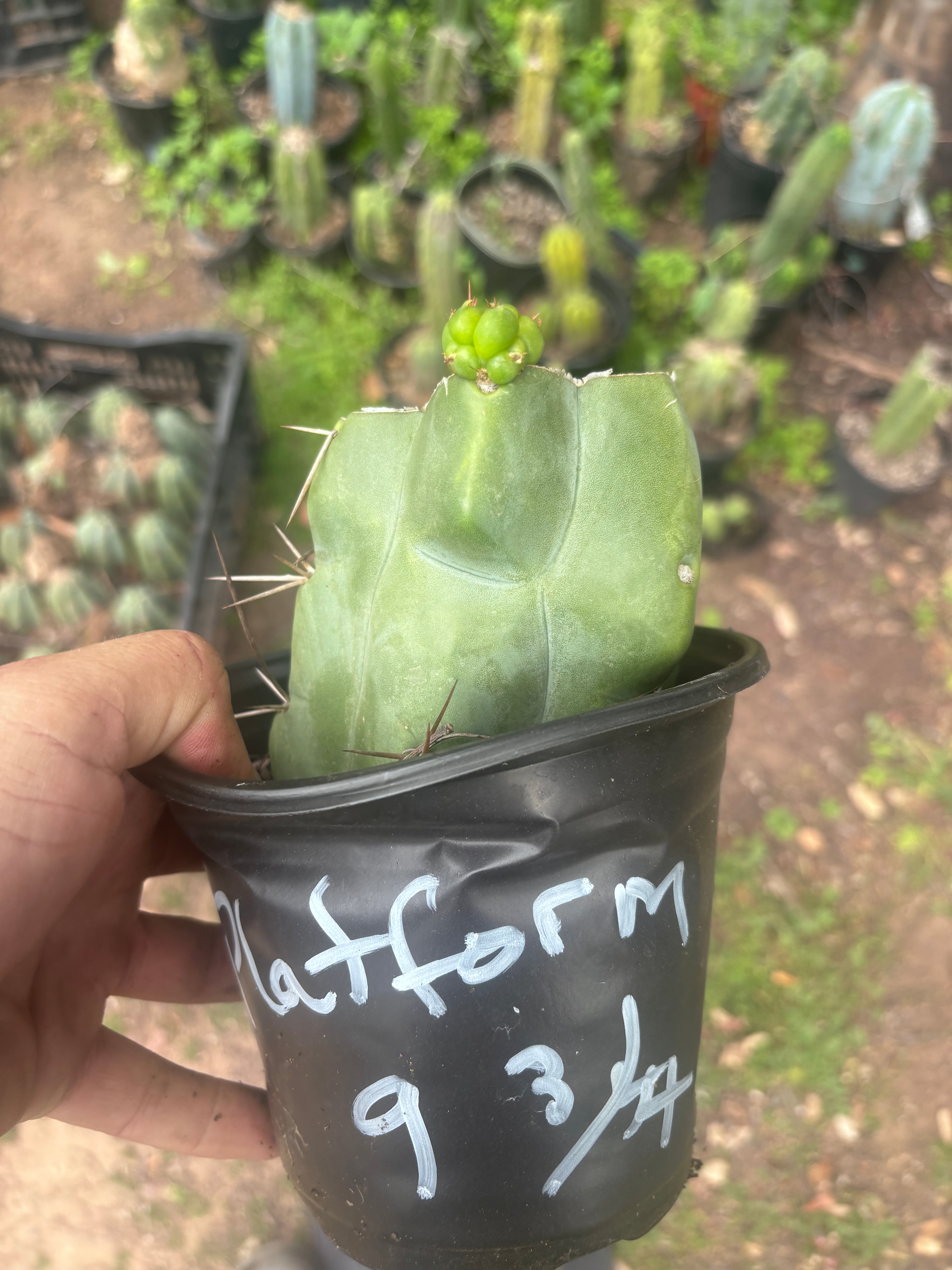 💎💎👑🌶️ Platform 9 3/4  — Rooted and Pupping Mid Chonk