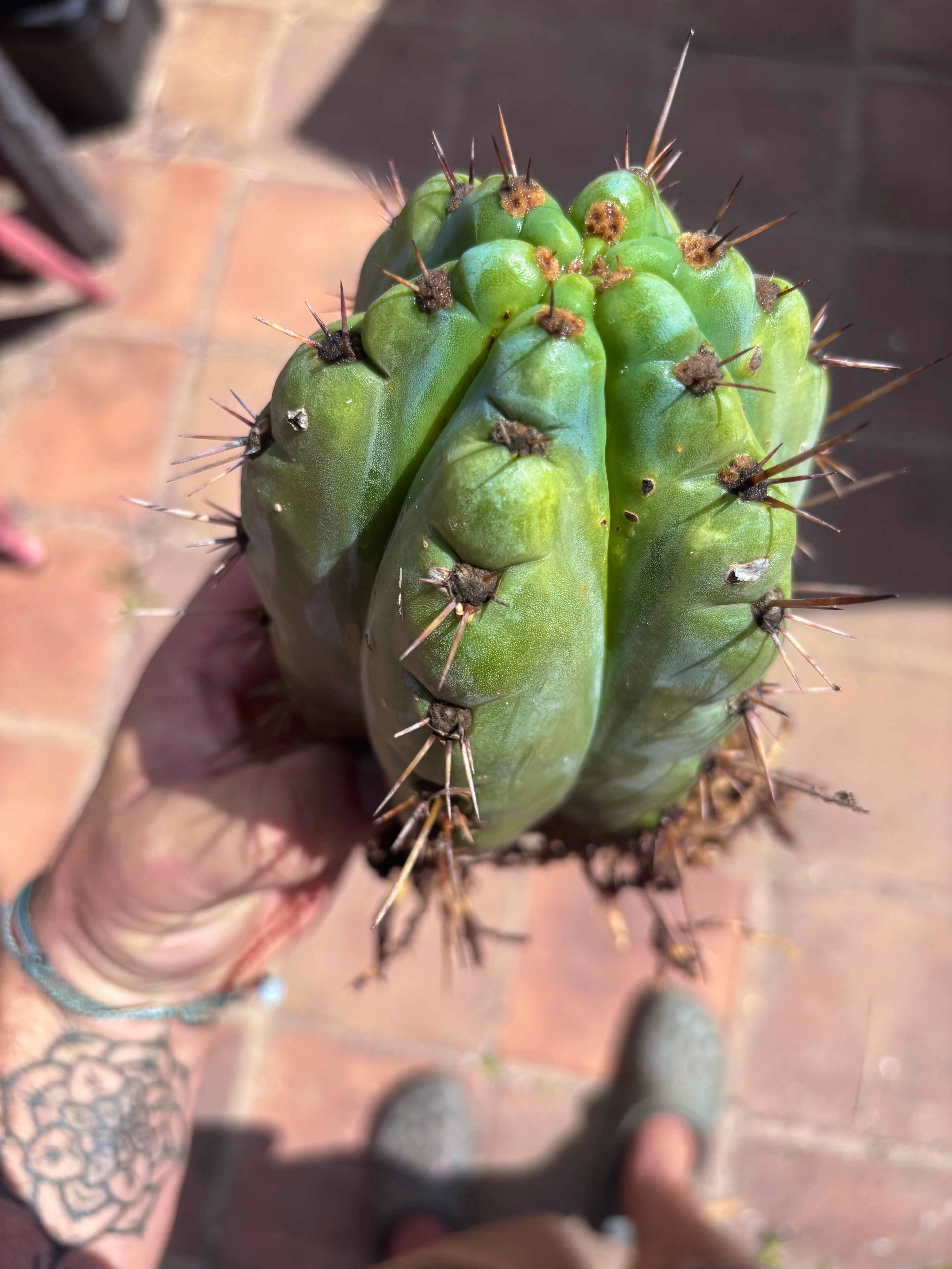 💎👑💎 Papa Smurf — Fat Rooted 8” Notch Bomb