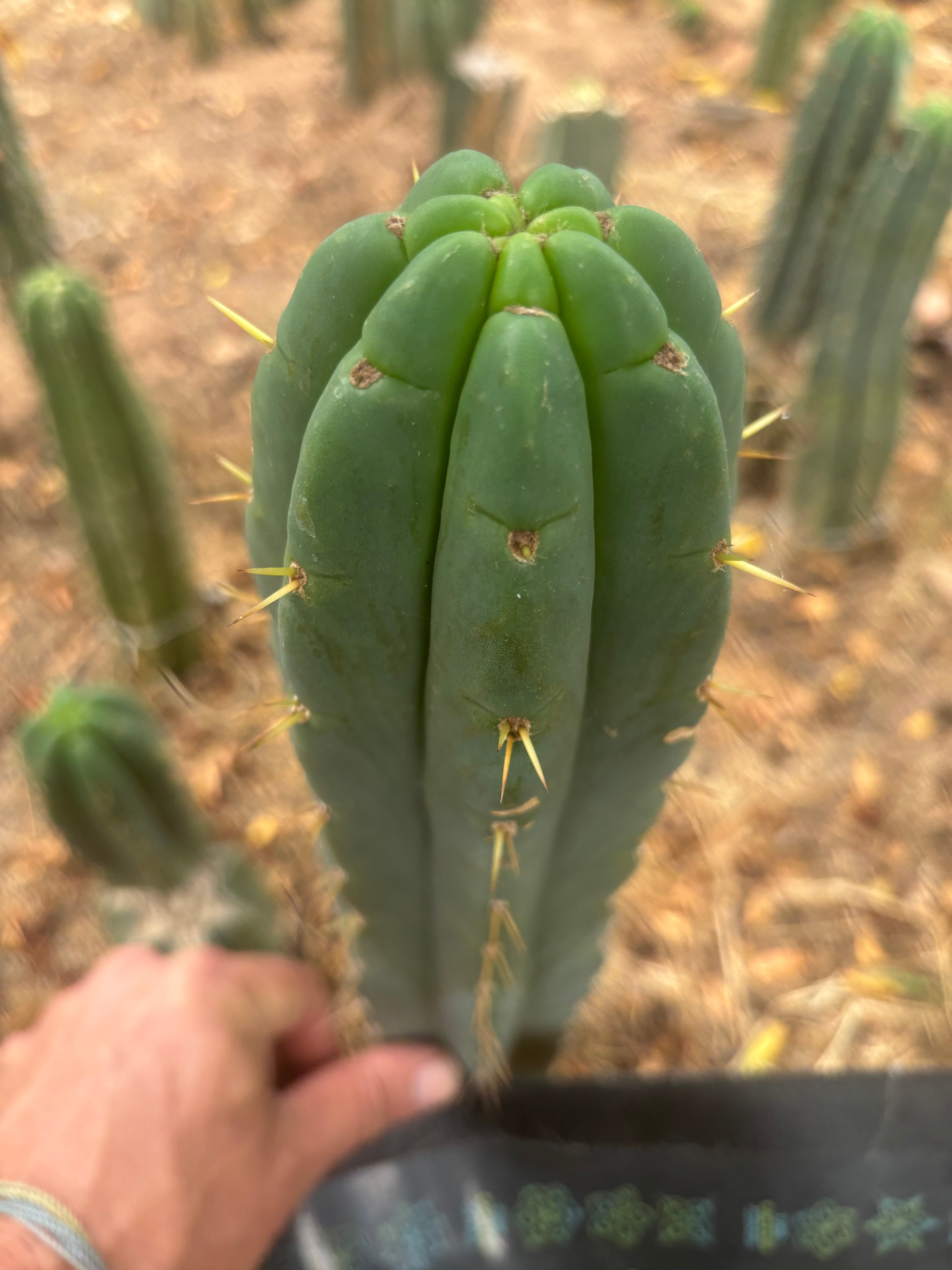 💎👑💎 Amazonas — 11” Tip