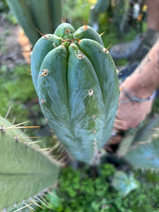 💎👑🌶️ Kimnach — XL 14” Pup