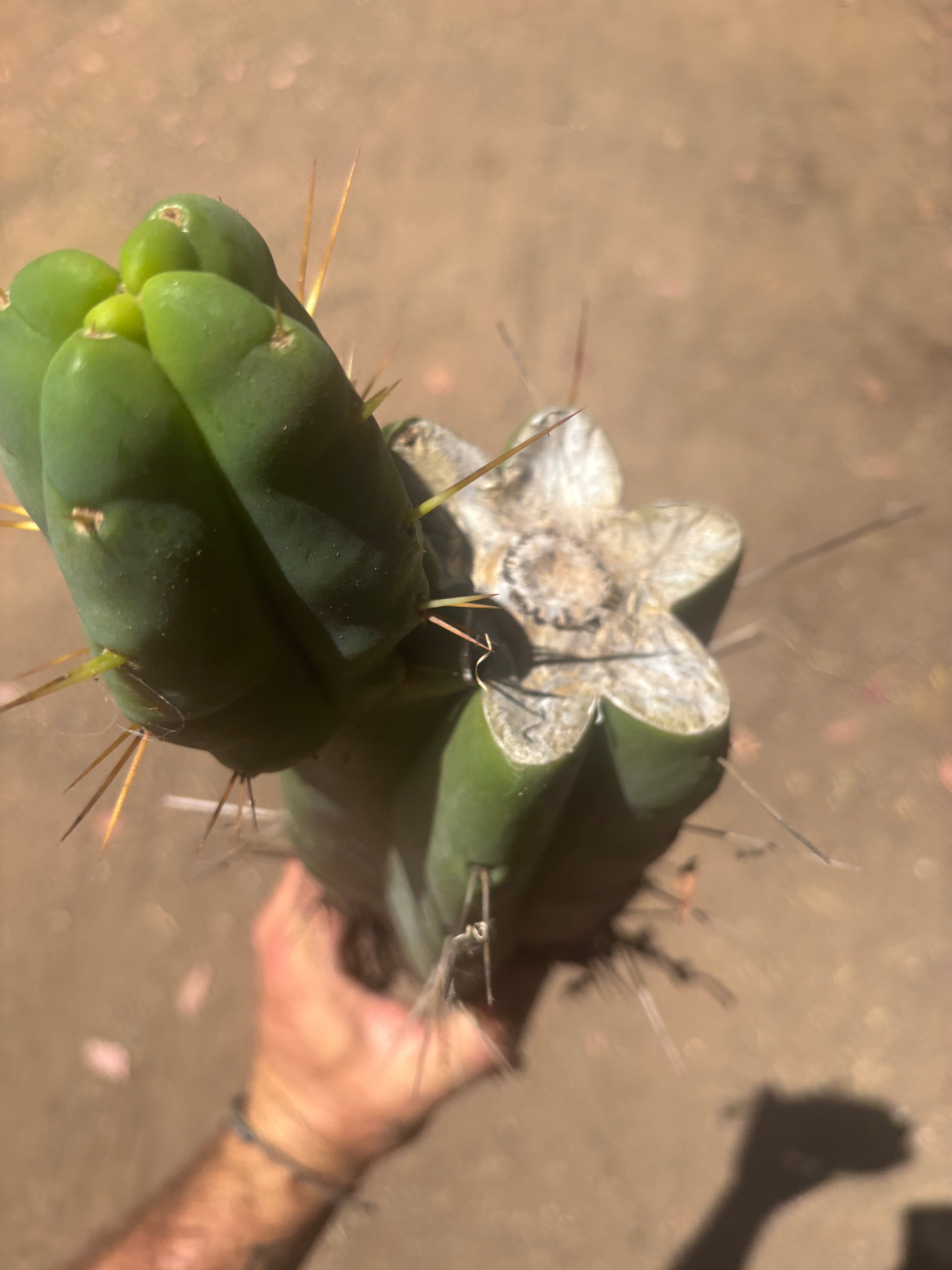 💎👑🌶️🌶️ Eileen — FAT XL Rooted Mid with Fourwang Pup