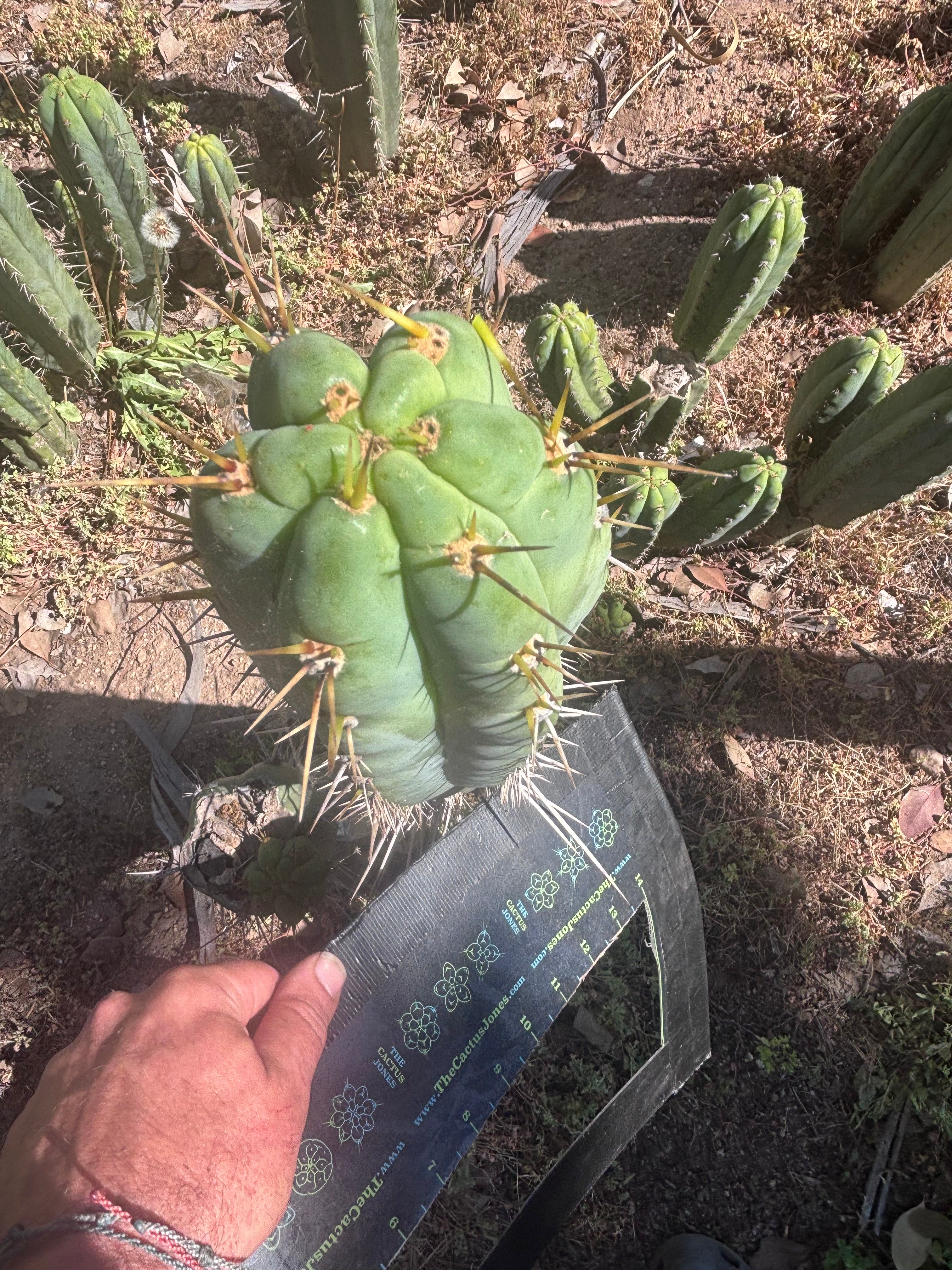 💎 Colossus x Clyde — XL 14” Tip