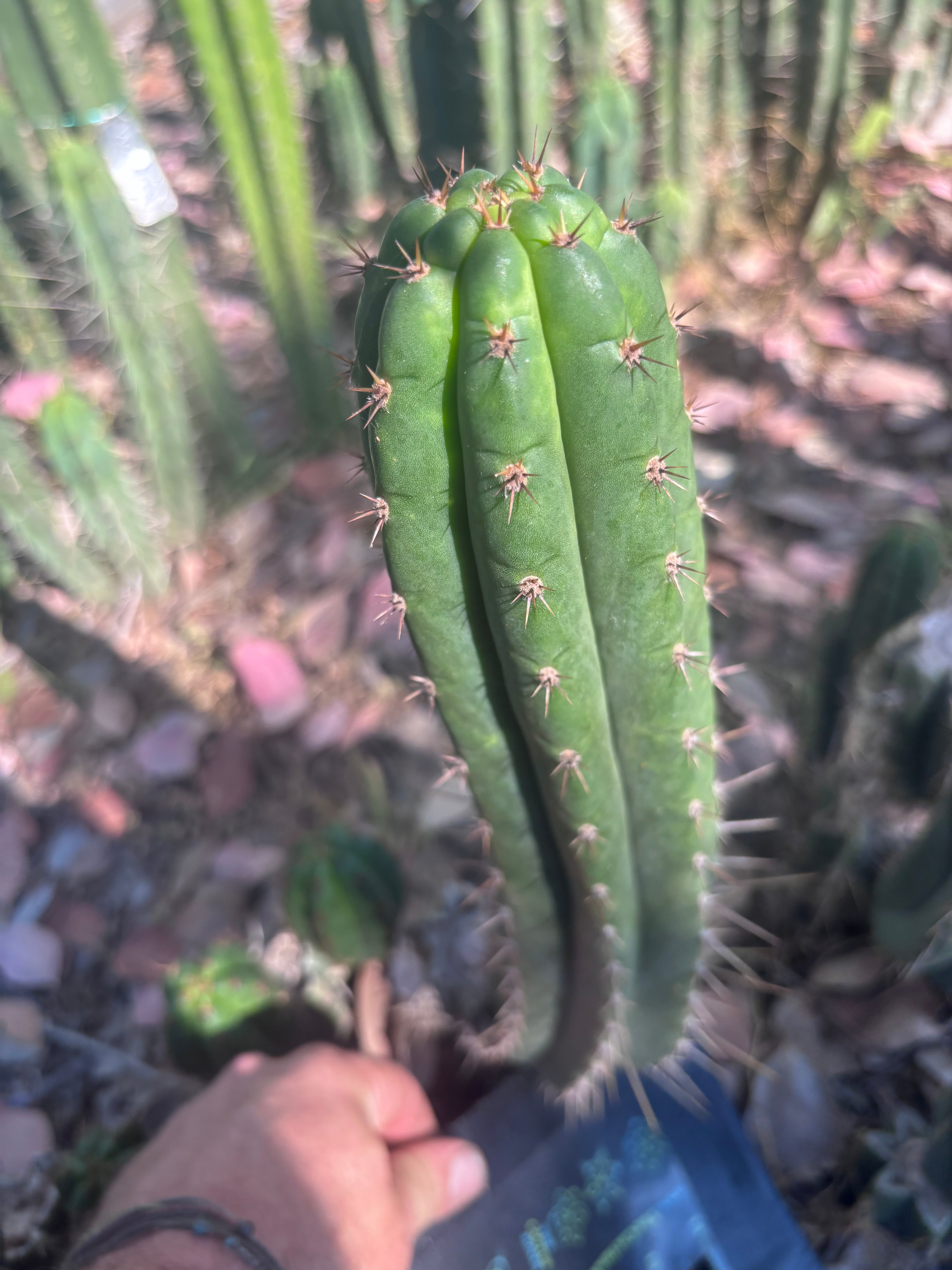 👑🌶️ Torres & Torres — 14” Pup