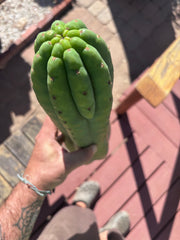 👑🌶️ Juuls Giant — XL 15” Tip
