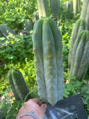 🌶️🌶️ NoidTwo — XL 13” Pup