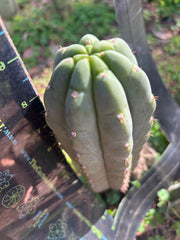 👑🌶️ Blue Ecuador — Chonky 9” Pup