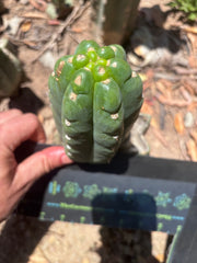 💎👑🌶️  Ichoca — 6” Pup