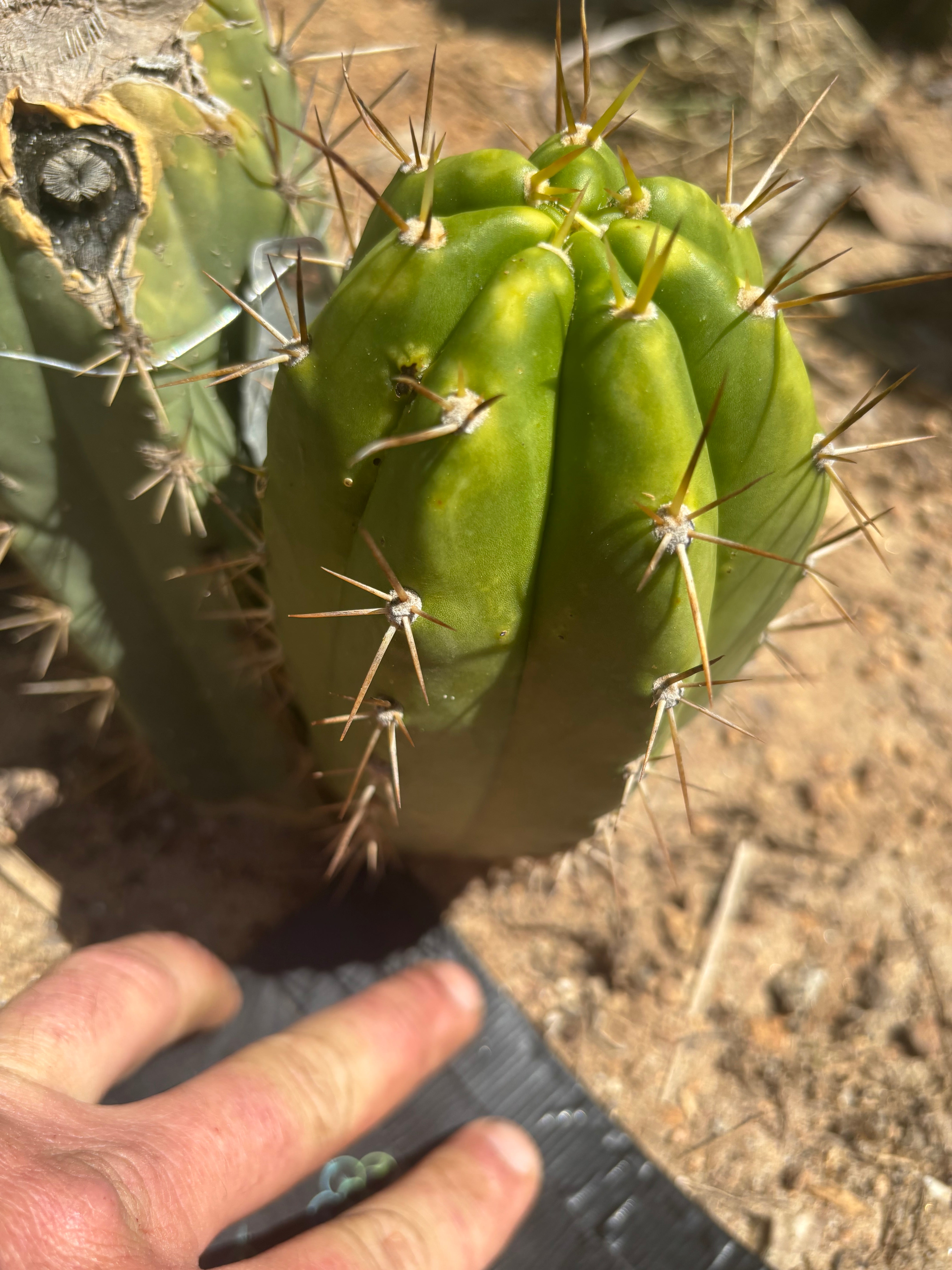 👑 The Jones Pink 🌸 — Another Grenade Pup