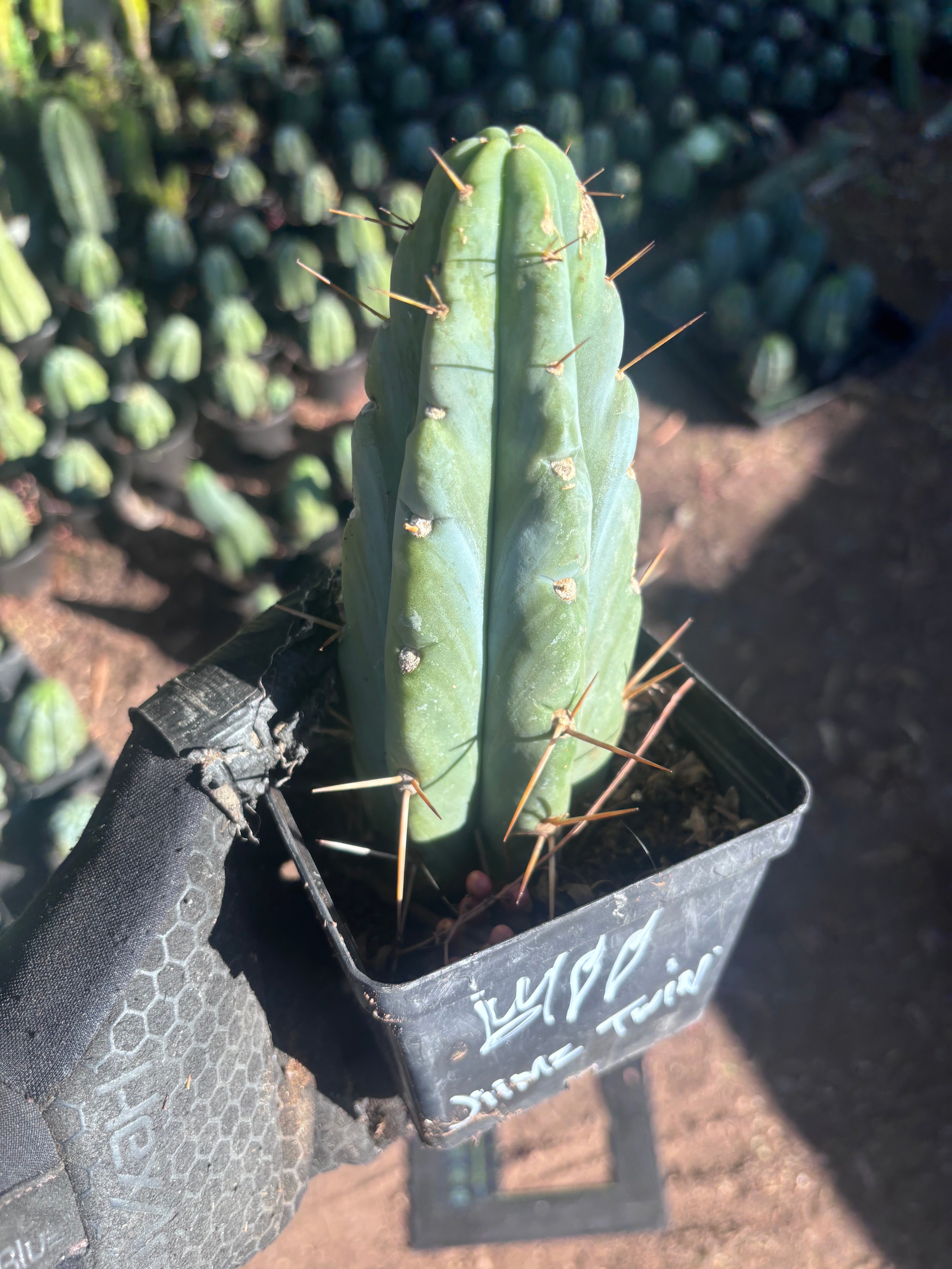 👑🌶️🌶️ Jiimz Twin Spine — Rooted Tips