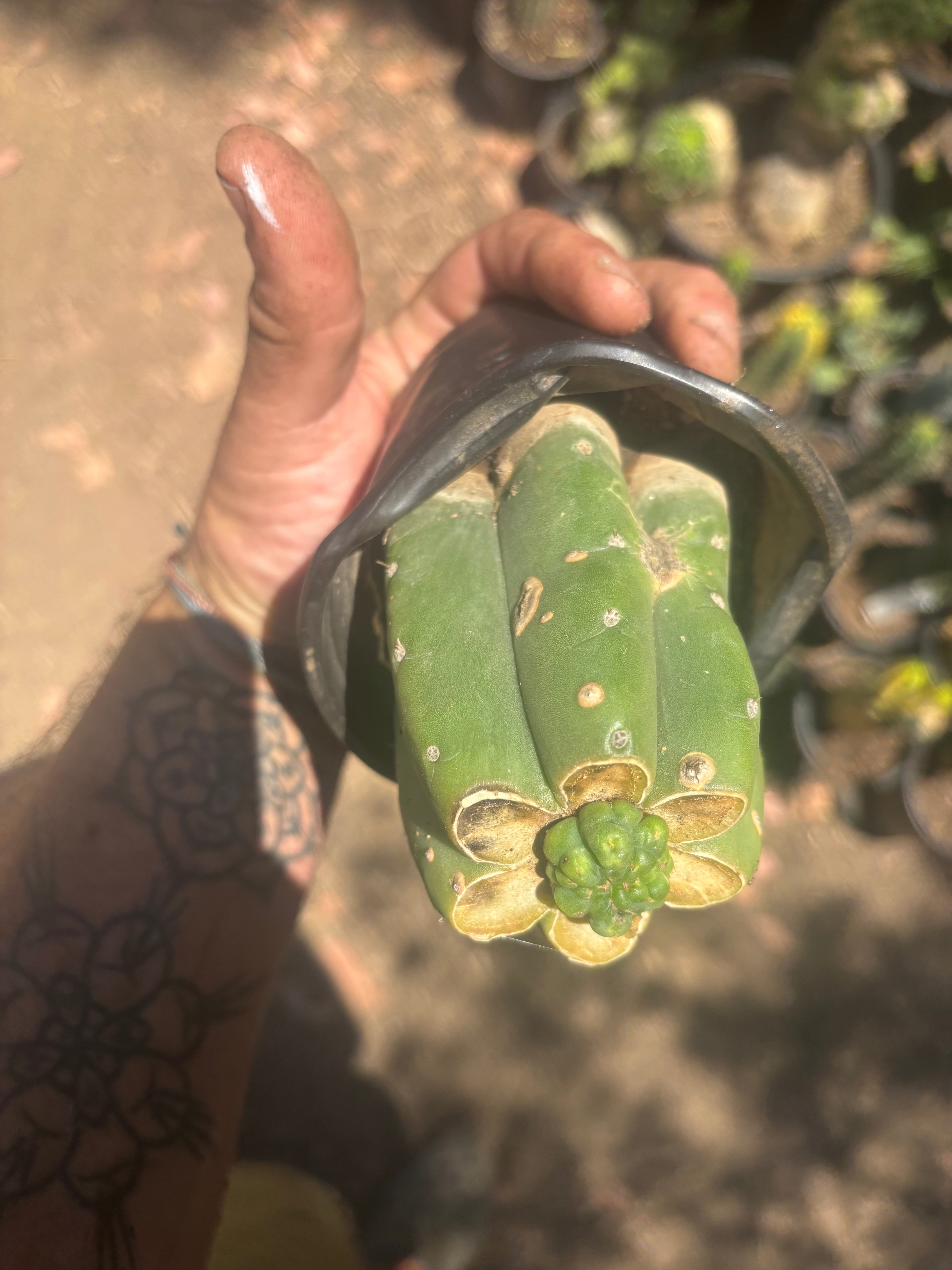 💎👑💎 Havran — Pup Graft on Rooted Pierre
