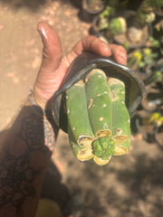 💎👑💎 Havran — Pup Graft on Rooted Pierre