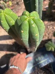 👑🌶️ Hugh — XL 14” Tip