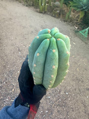 👑🌶️ Tom Juuls Giant — Chonky 10” Pup