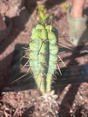 👑🌶️🌶️ Pala! — The Mid Week Pup