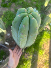 💎 Heynes x Sharxx  — Massive 16” Pup