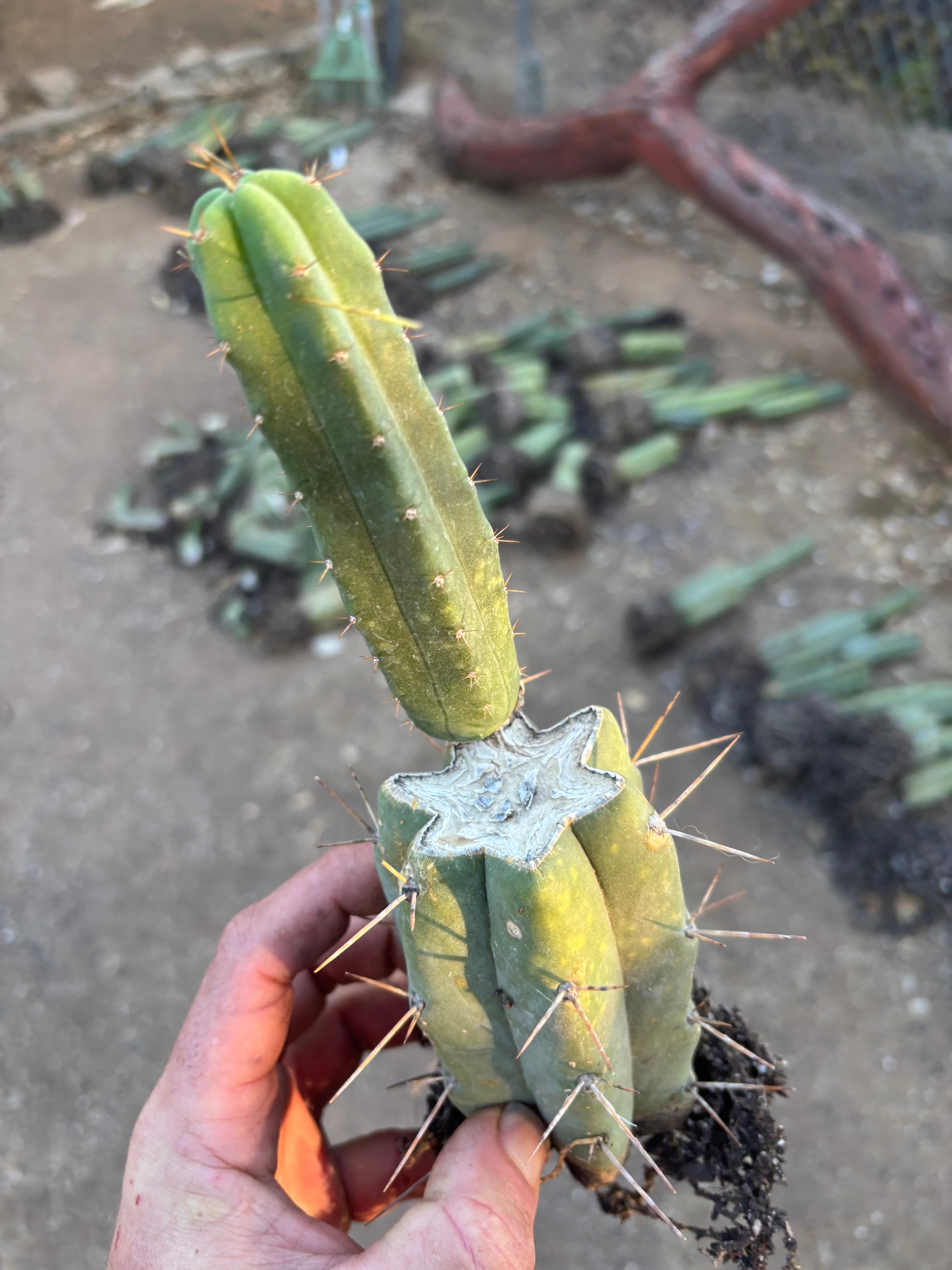 👑🌶️🌶️ SS02 — Rooted Mid w/Pup