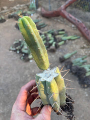 👑🌶️🌶️ SS02 — Rooted Mid w/Pup
