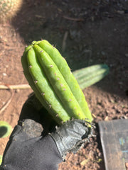 👑🌶️🌶️ Ogun — 7” Tips