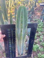 💎👑🌶️ DeLorean — XXL 19” Tip