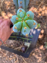 💎👑 BBG48.1540 — 7” Pup