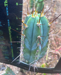 💎👑 Rosei 2 — 7.5” Pup