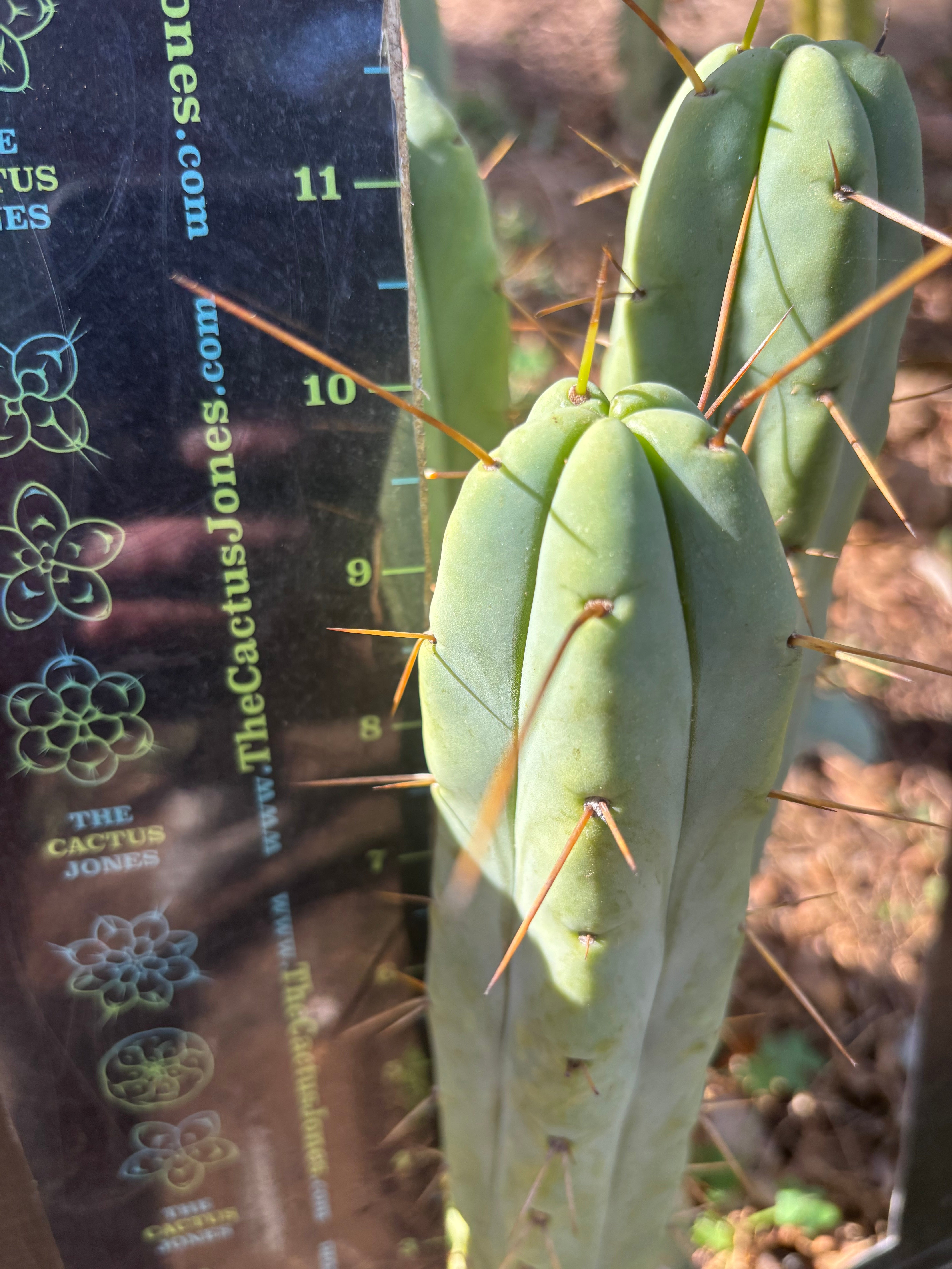 👑🌶️ Exotic Gardens — 10” Pups