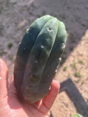 👑🌶️ Pierre — Lot of 3 Pups