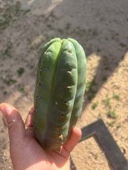 👑🌶️ Pierre — Lot of 3 Pups