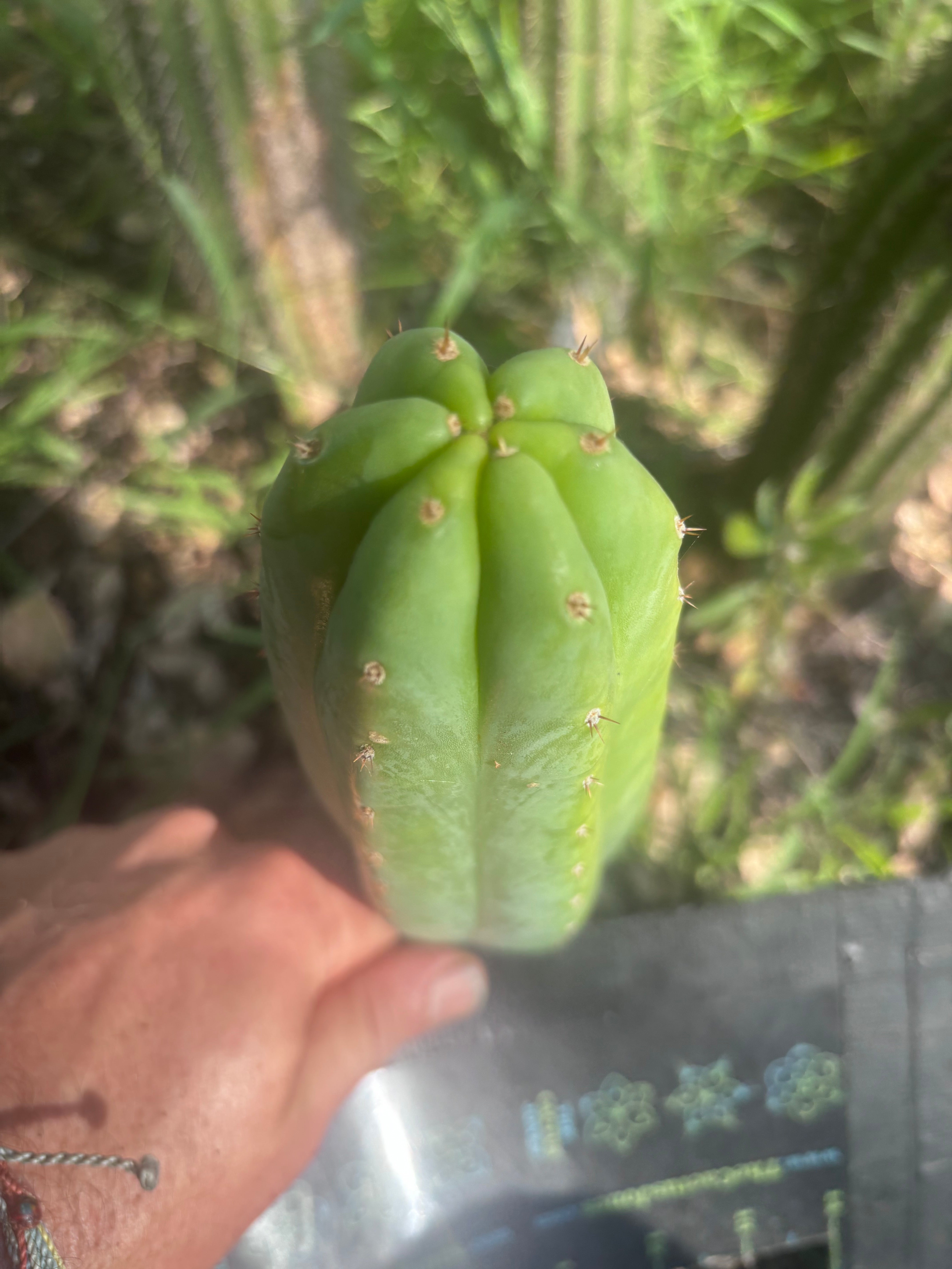 👑🌶️🌶️ KR04 — 7” Tip