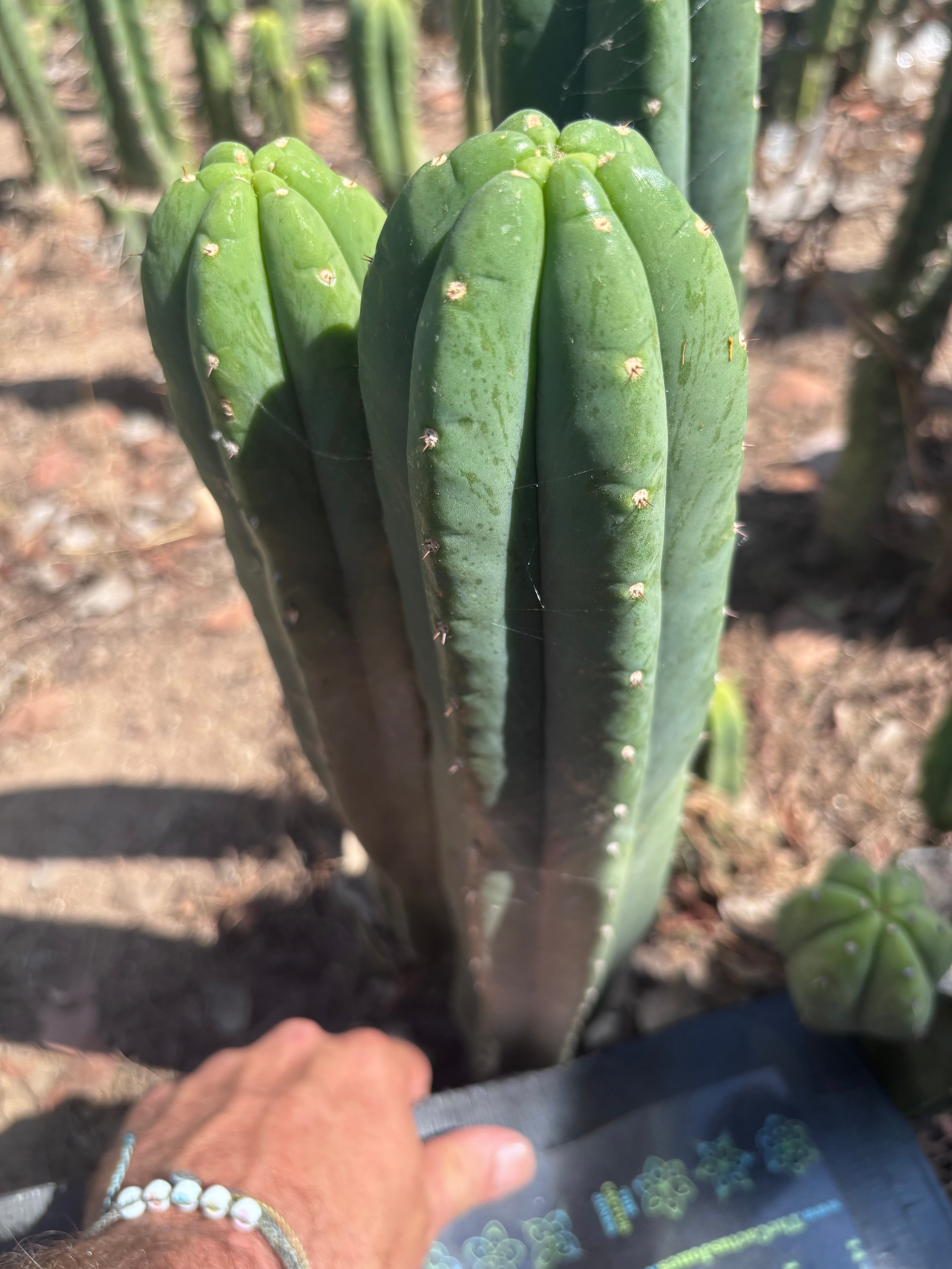 👑🌶️ Hugh — XL 14” Tip