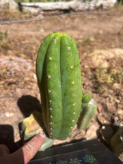 💎👑🌶️🌶️ KR04 — 6.5” Pup