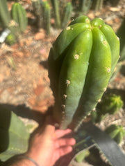 👑🌶️🌶️ Landfill — XL 14” Pup