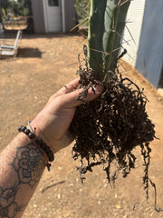 👑🌶️ BBB — Another Fully Rooted Stump — 12”