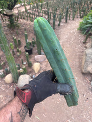 👑🌶️🌶️  Jiimz Twin Spine — 13” Tips (4)