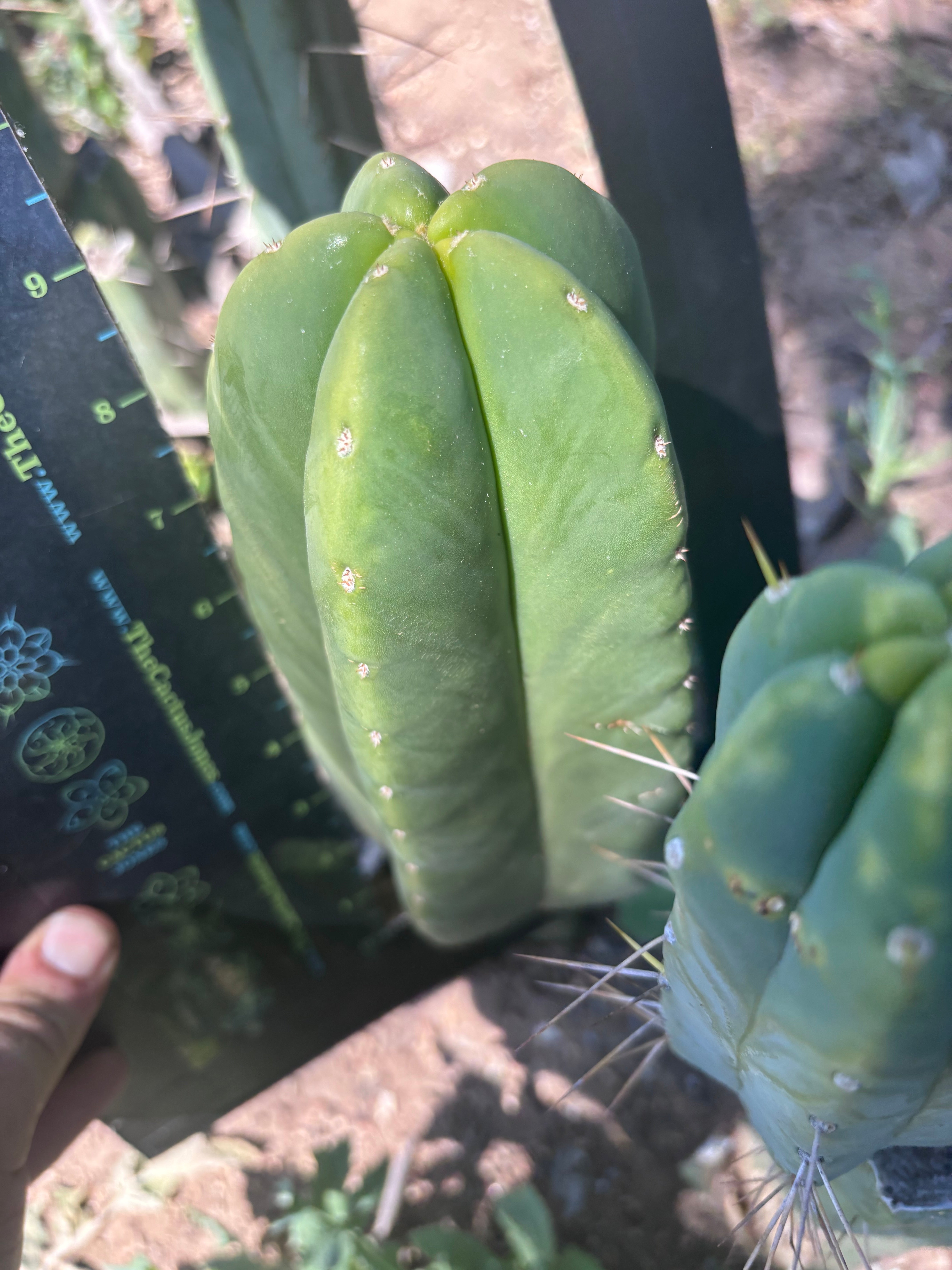 👑🌶️ Another Zulk Melon
