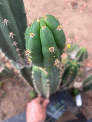 👑🌶️ Huancabamba — XL 17” Tip