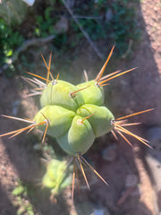 💎👑🌶️ Bruce — 10” Pup