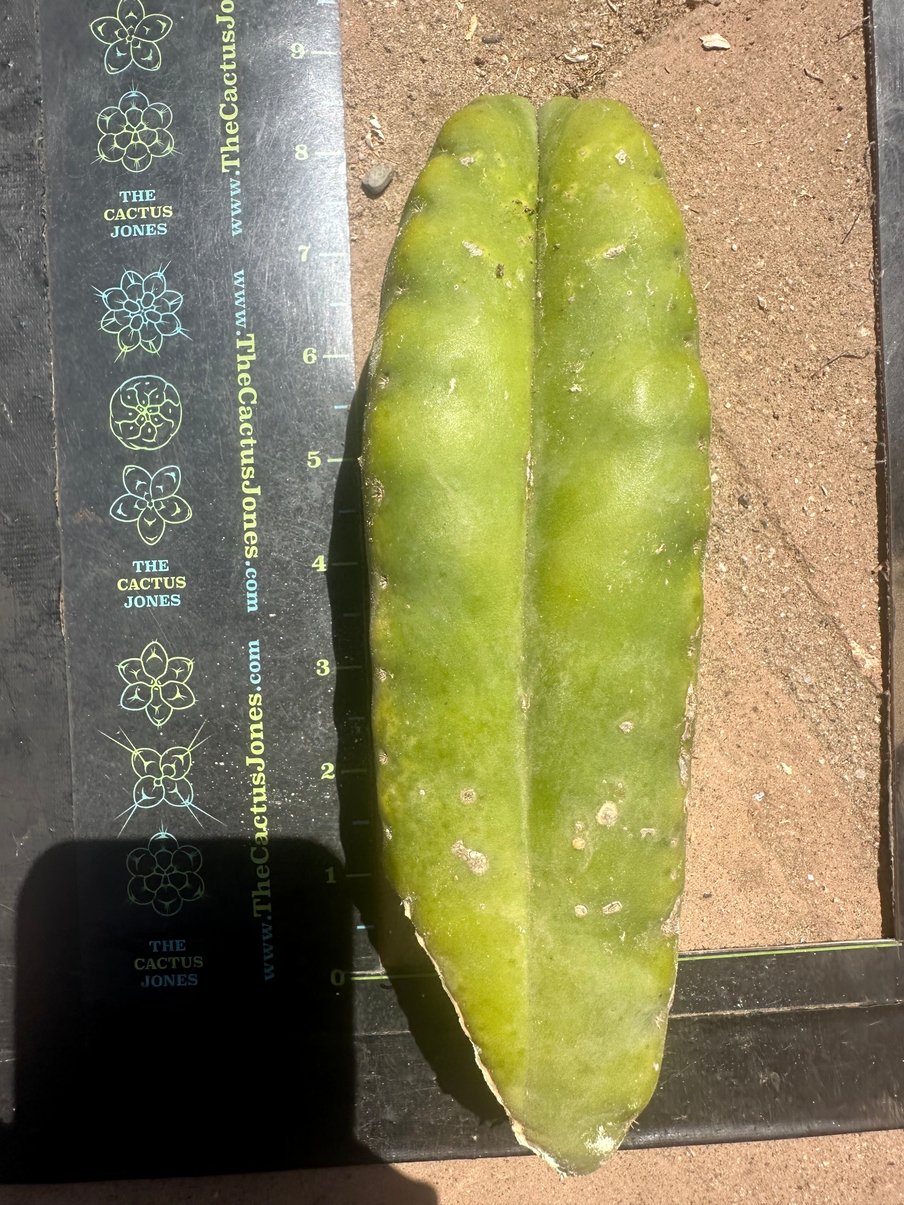 👑 Aussie Scop — 8” FourWang 💎