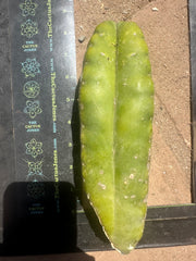 👑 Aussie Scop — 8” FourWang 💎