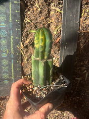 💎👑💎 VFV — Rooted Tip Graft