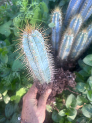 🎁 NEW Add On Freebie! — Pilosocereus, Rooted 8”-11”