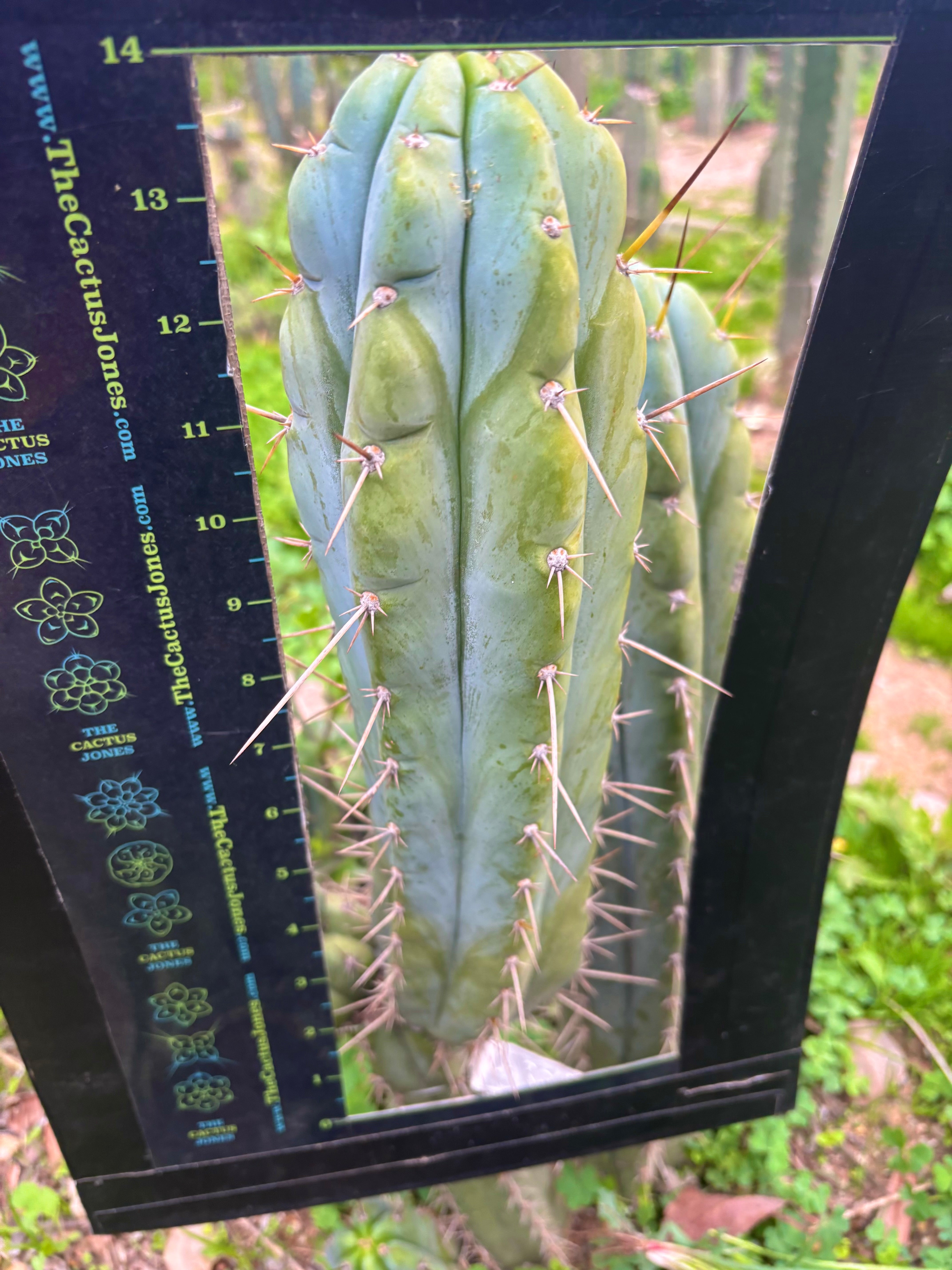 Icaros x Colossus  — XL 13.5” Pup