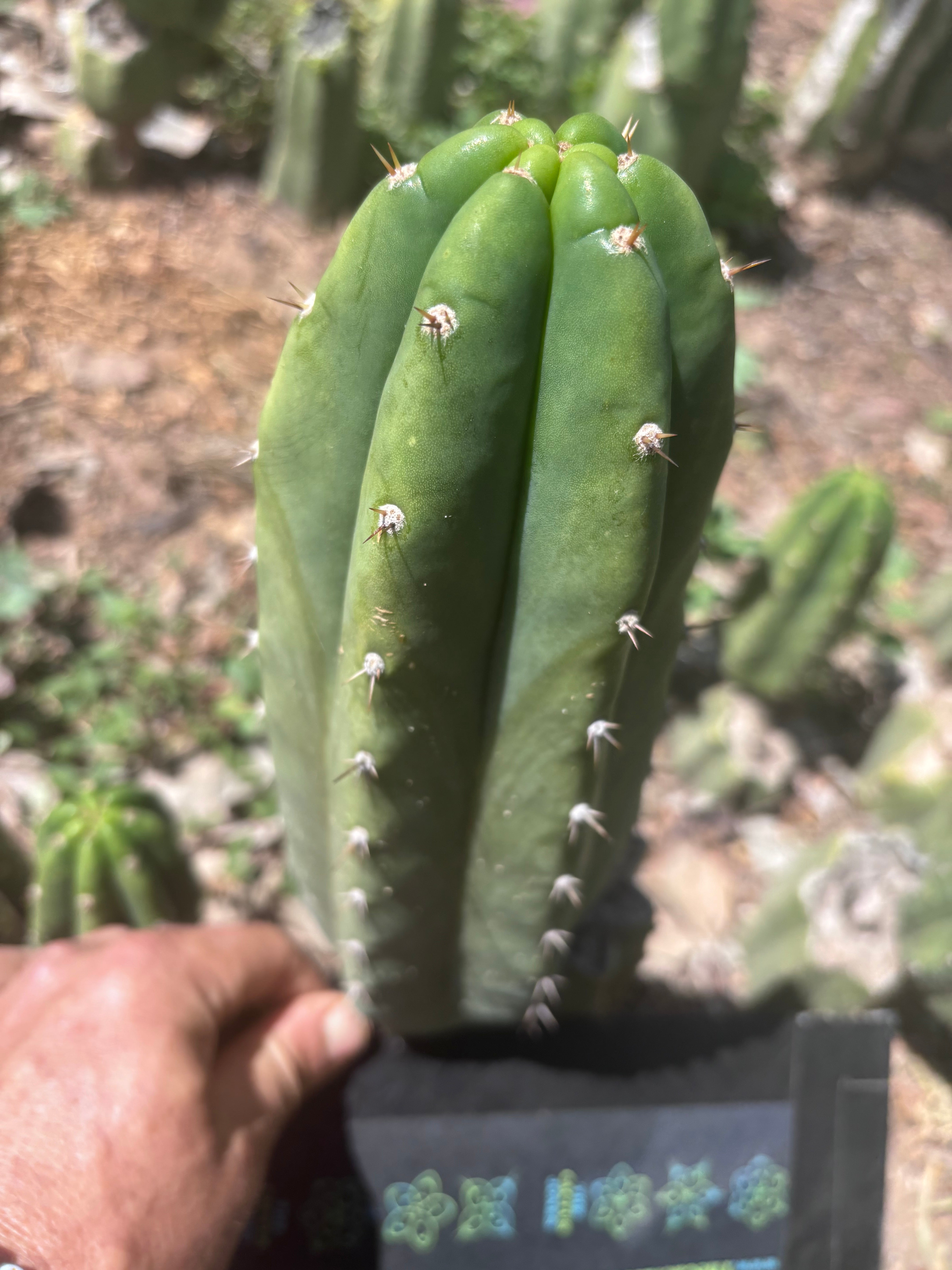 👑🌶️🌶️ Landfill — 10” Pup