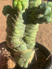 💎👑💎 Havran — Established Multi-Pup Graft on PC