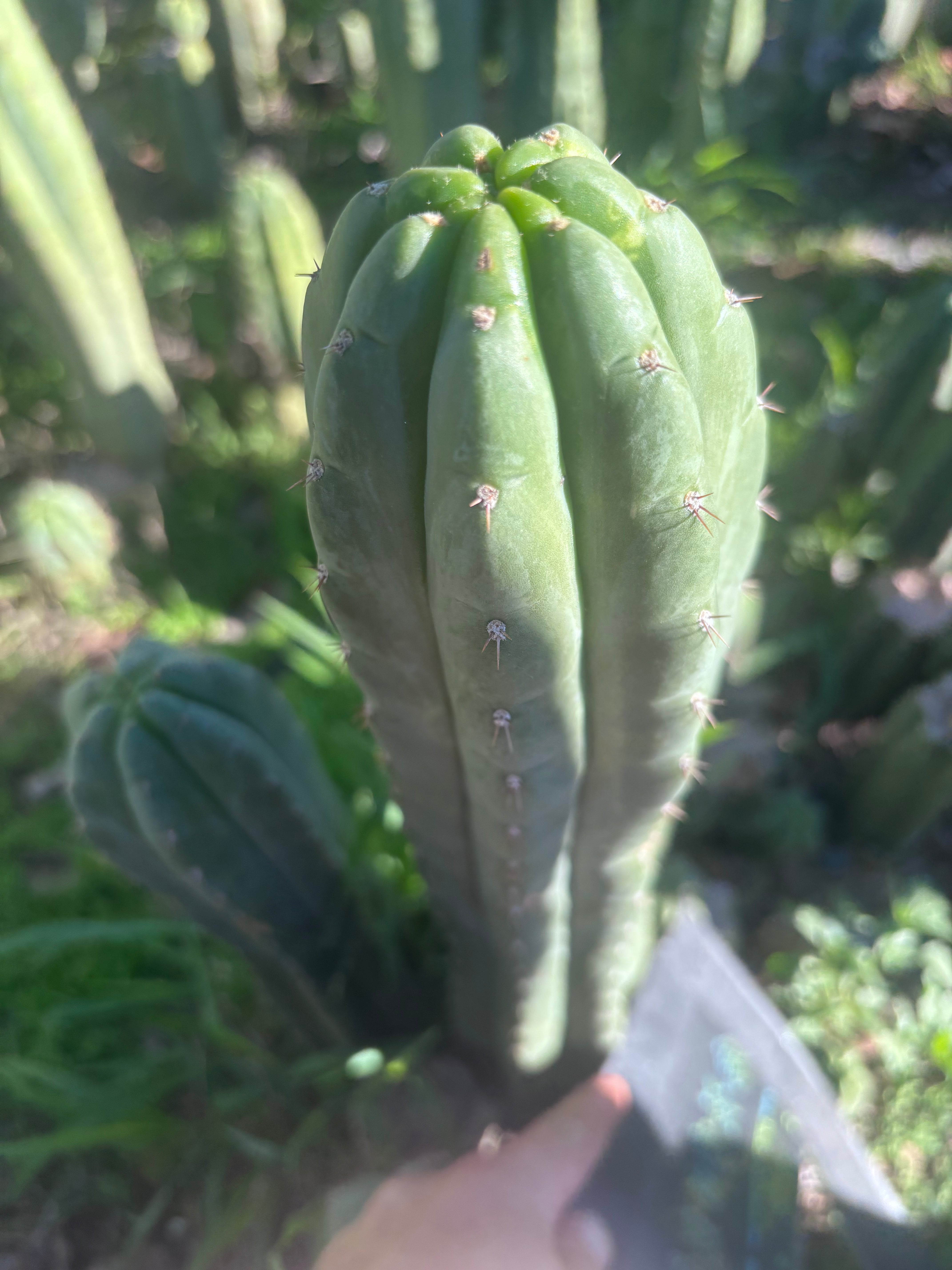 👑🌶️ Blue Ecuador — XL 14” Tip