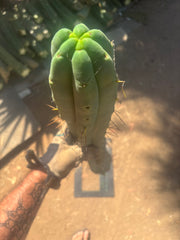 👑💎🌶️🌶️ Eileen — 21” Mega Tip!