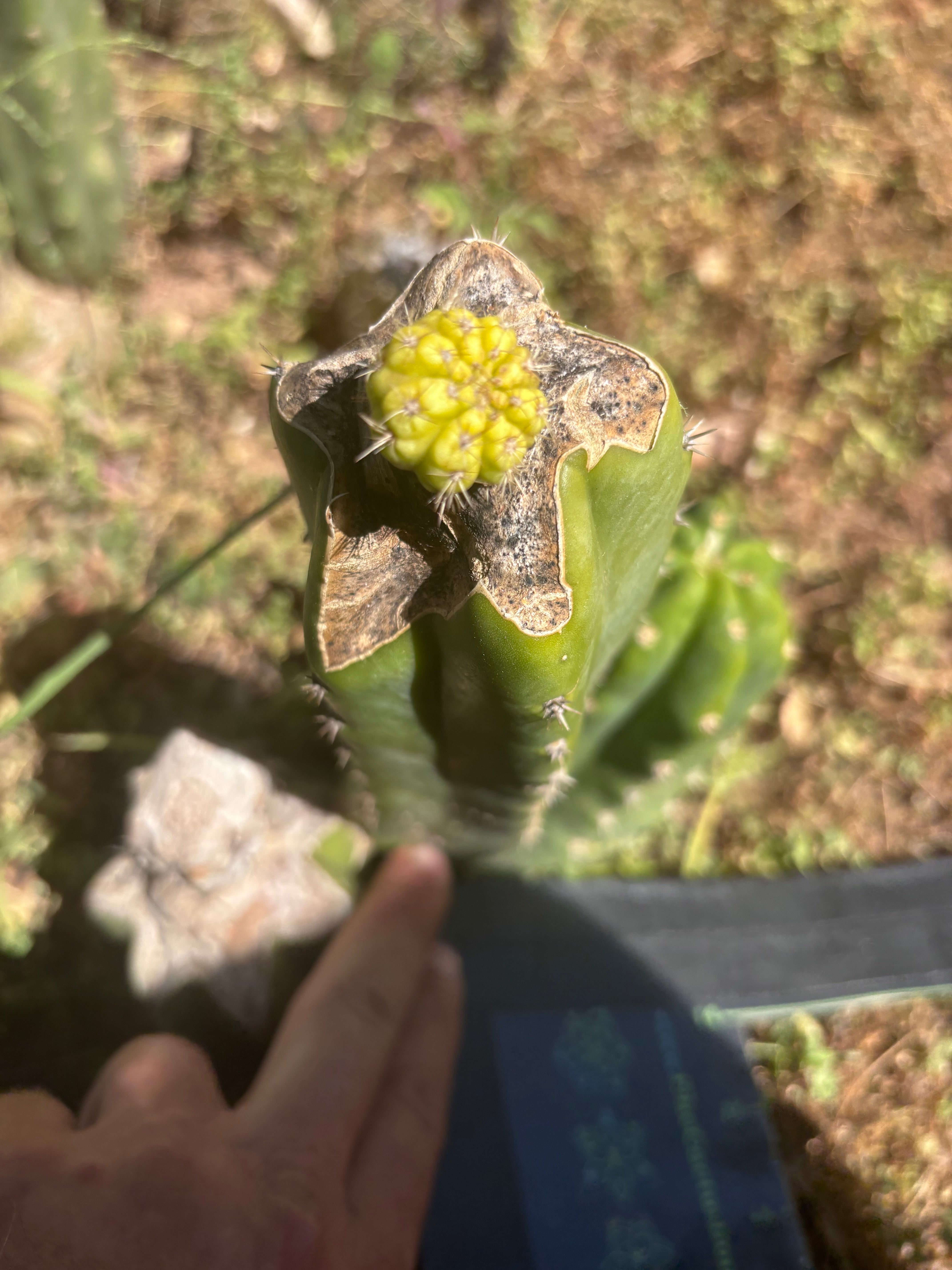 💎👑💎 Hulk’s Balls Graft