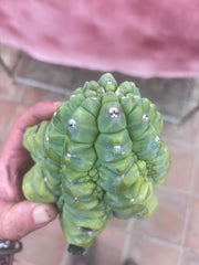 👑💎 BIG Glorp Chunk