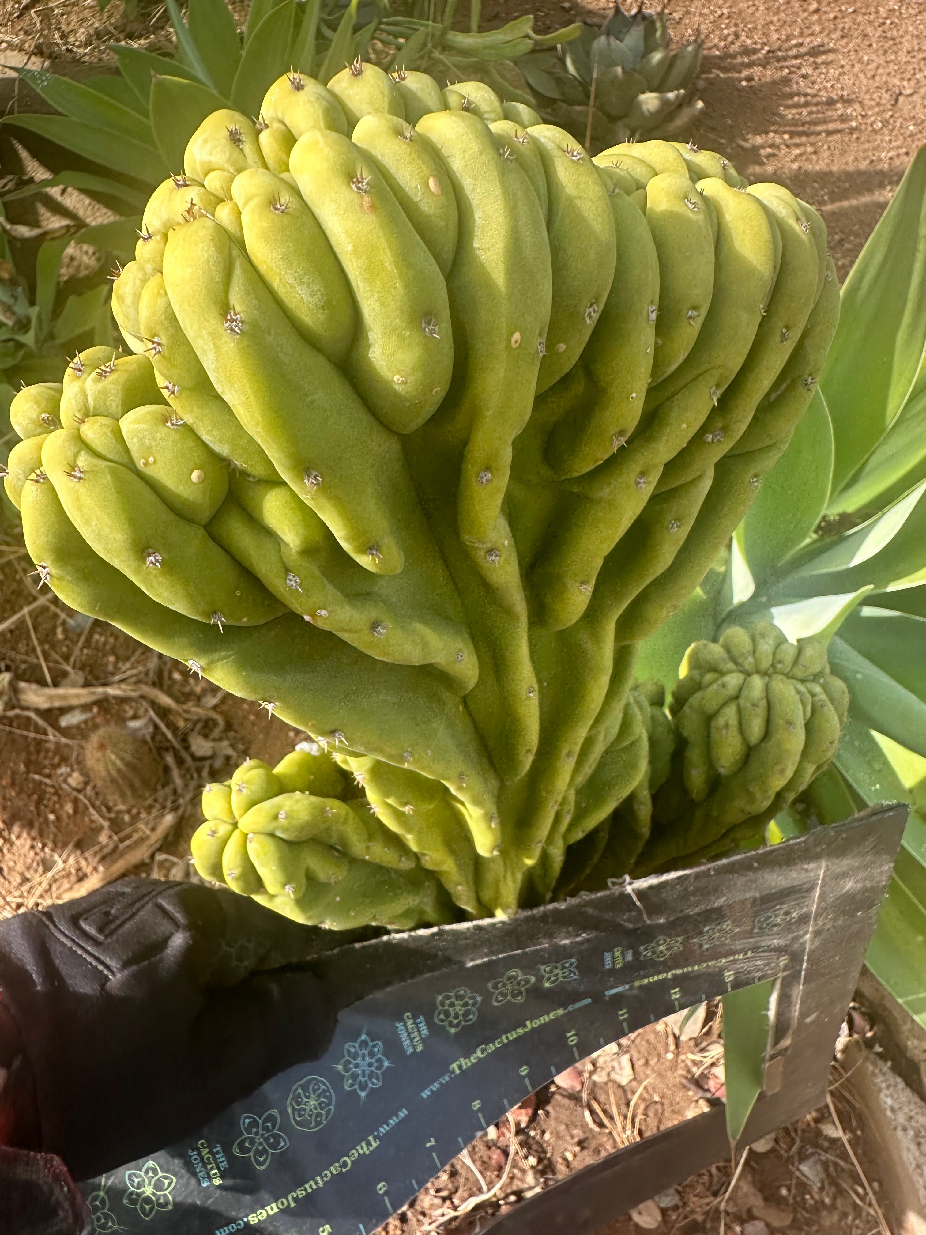 💎 Olivia x Scop  — Awesome XL Crest