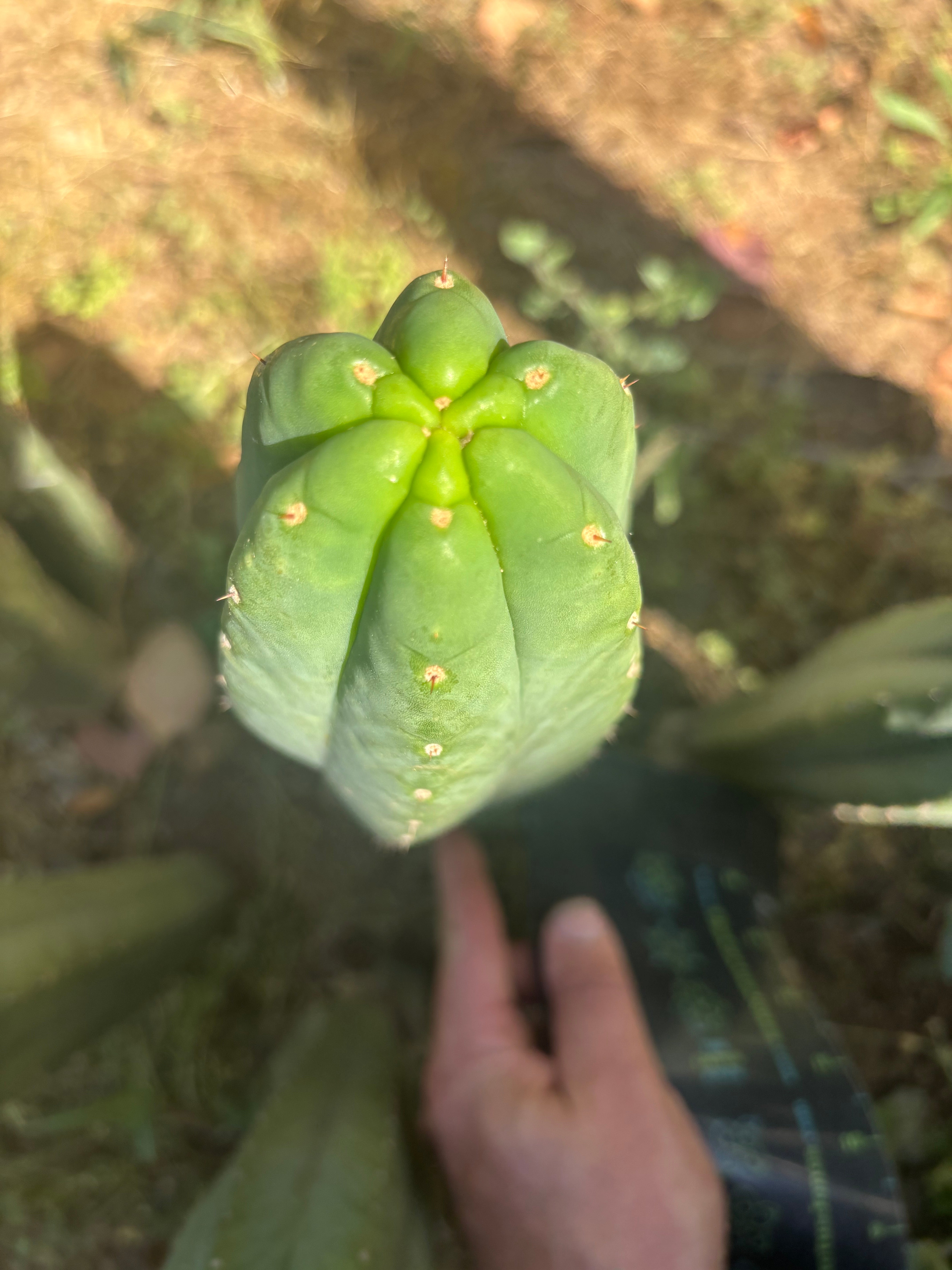 👑🌶️ Genesis — 10” Tip